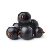 Schwarze Johannisbeerpüree von PONTHIER – Herb & intensiv für Dessert & Bar Fruchtpüree Obstwelt