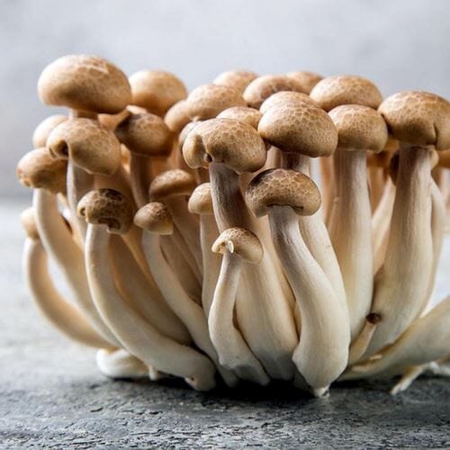 Shimeji Braun Pilze – Zarte Pilze Pilze Obstwelt