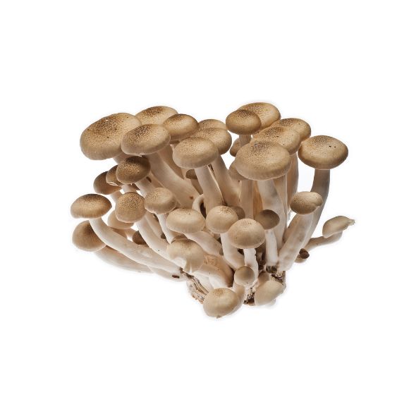 Shimeji Braun – Zarte Asia-Pilze mit feinem, nussigem Aroma Pilze Obstwelt