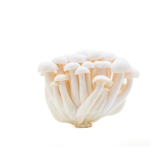 Shimeji Weiß – Zarte Edelpilze mit mild-nussigem Aroma Pilze Obstwelt