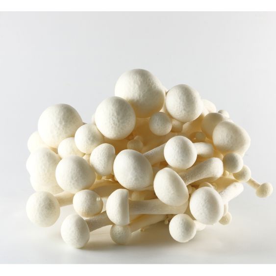 Shimeji Weiß – Zarte Edelpilze mit mild-nussigem Aroma Pilze Obstwelt