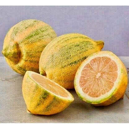 Tigerzitronen – gestreifte Zitrusfrüchte Obst Obstwelt