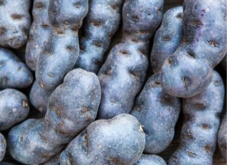 Truffe de Chine (Vitelotte) – Edle violette Kartoffel mit Biss Gemüse Obstwelt