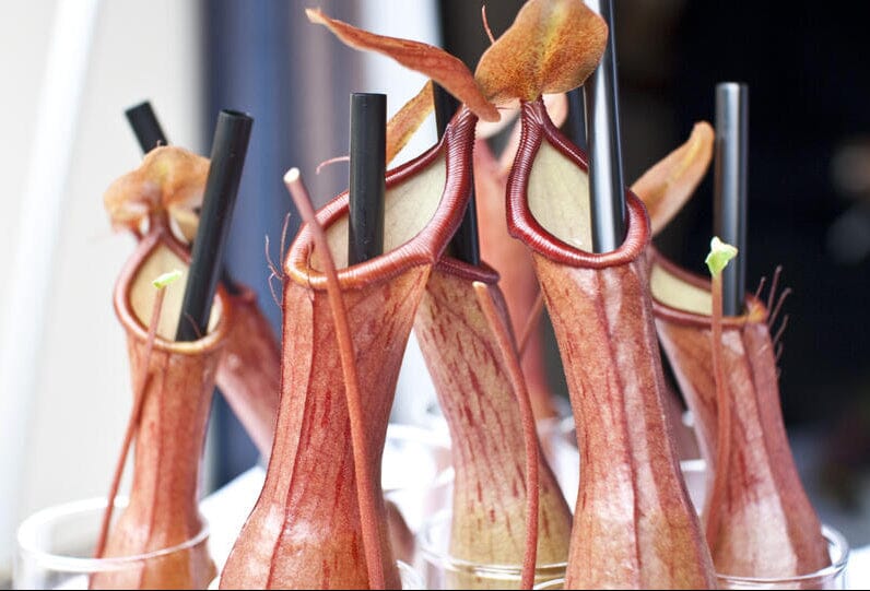 Venus Vase – Natürliches Design für kreative Präsentationen Gemüse Obstwelt