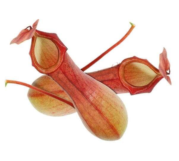 Venus Vase – Natürliches Design für kreative Präsentationen Gemüse Obstwelt