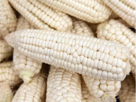 Weißer Mais (Choclo) – Grobkörnige Spezialität aus den Anden Exoten Obstwelt