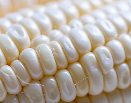 Weißer Mais (Choclo) – Grobkörnige Spezialität aus den Anden Exoten Obstwelt