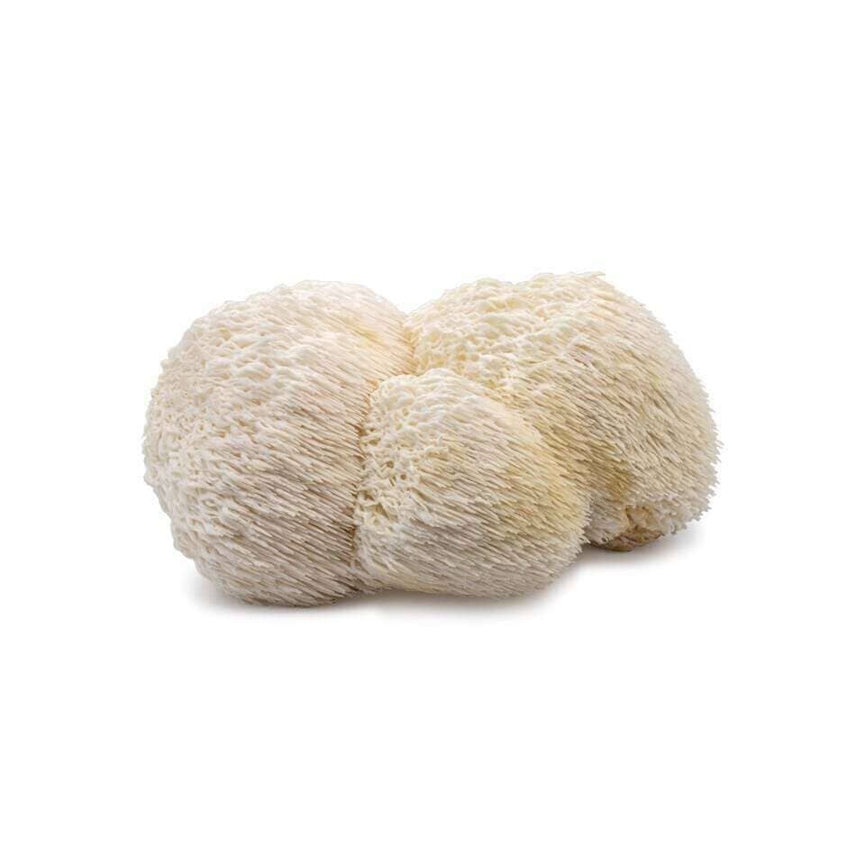 Weißer Pom-Pom Pilze – Exotische Pilze Pilze Obstwelt