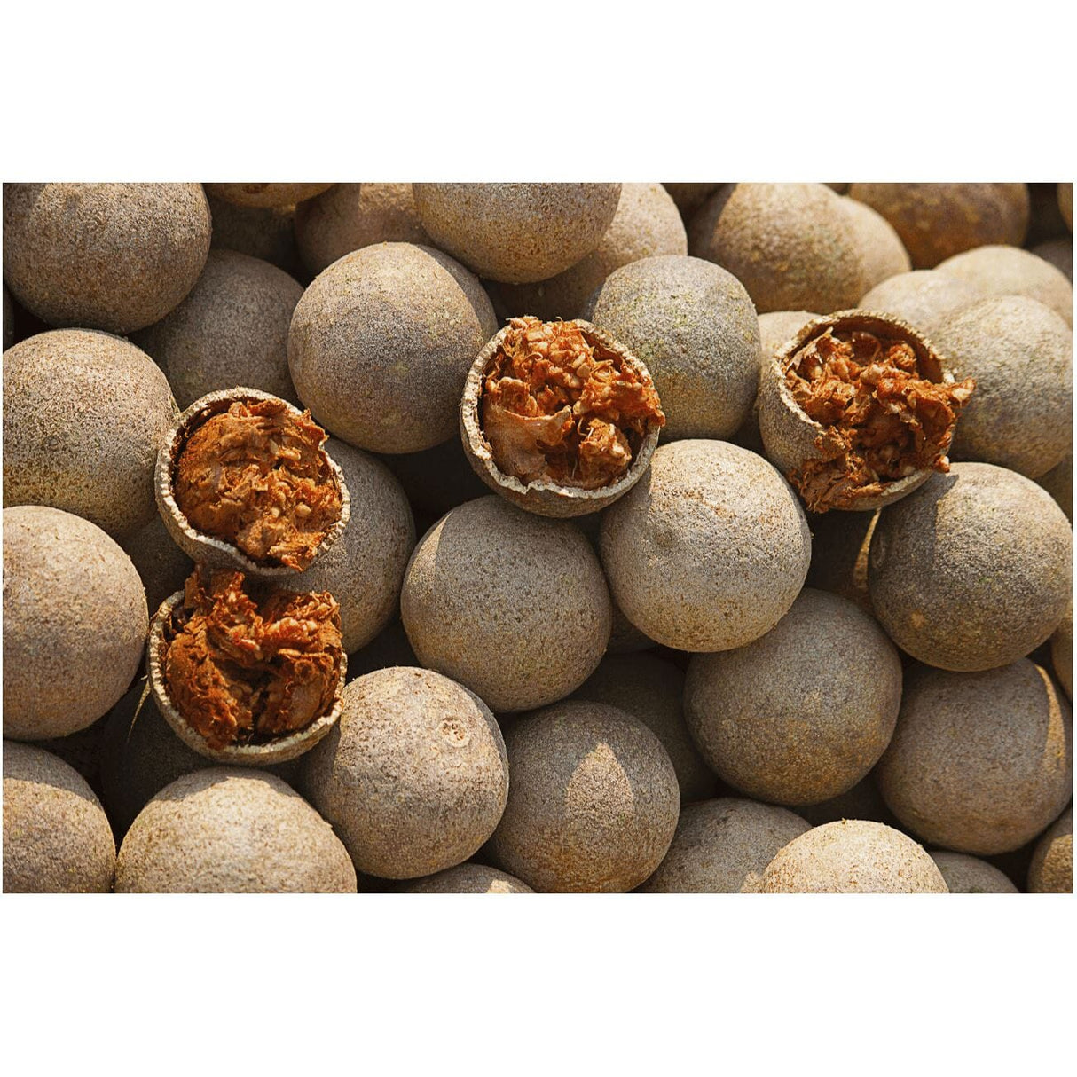 Holzapfel (Wood Apple) Exoten Obstwelt