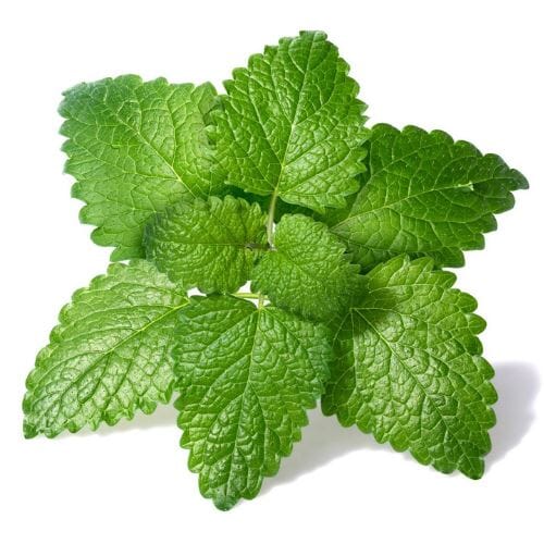 Zitronenmelisse – Aromatisches Kraut Gewürz Obstwelt