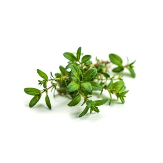 Zitronenthymian – Frischer Kräterkick für Fisch, Salate & Tee Gewürz Obstwelt