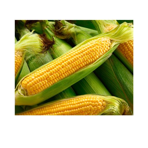 Zuckermais – Süß, zart & frisch geerntet für Grill & Küche Gemüse Obstwelt