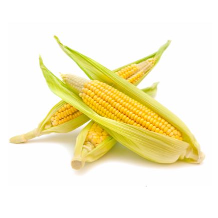 Zuckermais – Süß, zart & frisch geerntet für Grill & Küche Gemüse Obstwelt