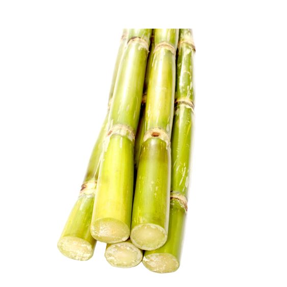 Zuckerrohr – Exotische Süße Exoten Obstwelt