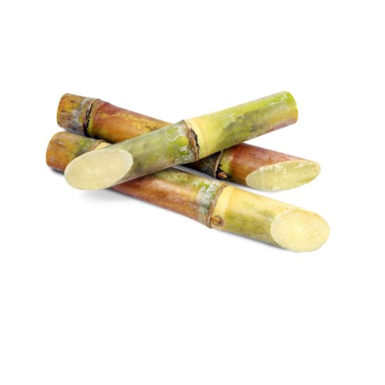 Zuckerrohr – Exotische Süße Exoten Obstwelt