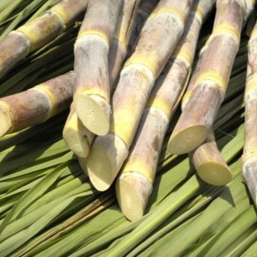 Zuckerrohr – Exotische Süße Exoten Obstwelt