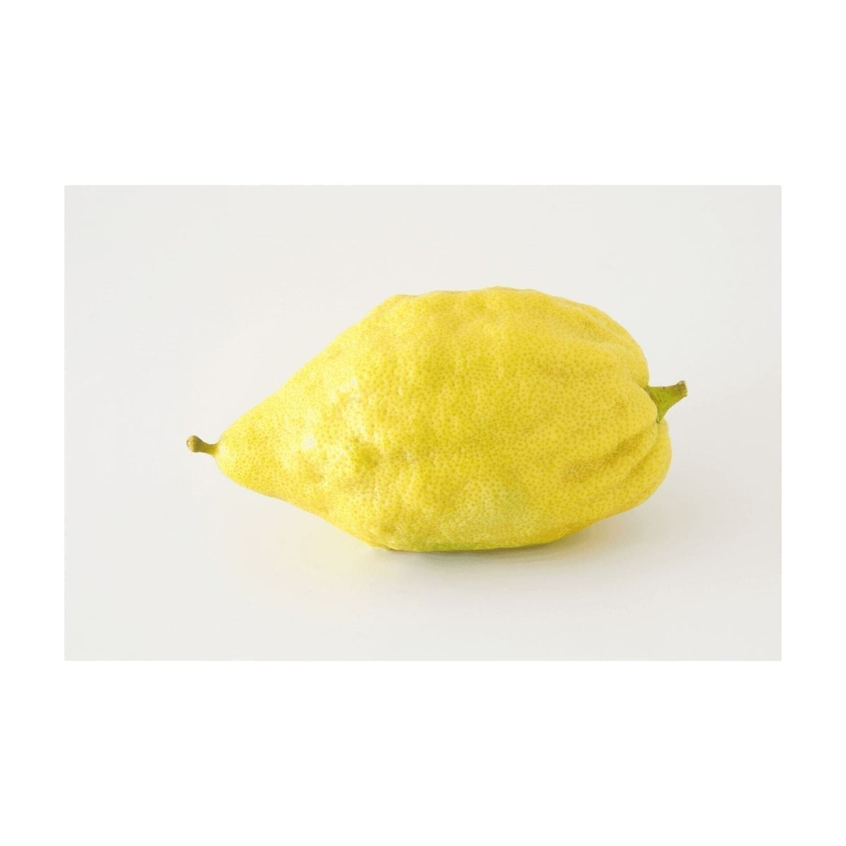 Der Etrog - Die geheimnisvolle Zitrusfrucht - Obstwelt