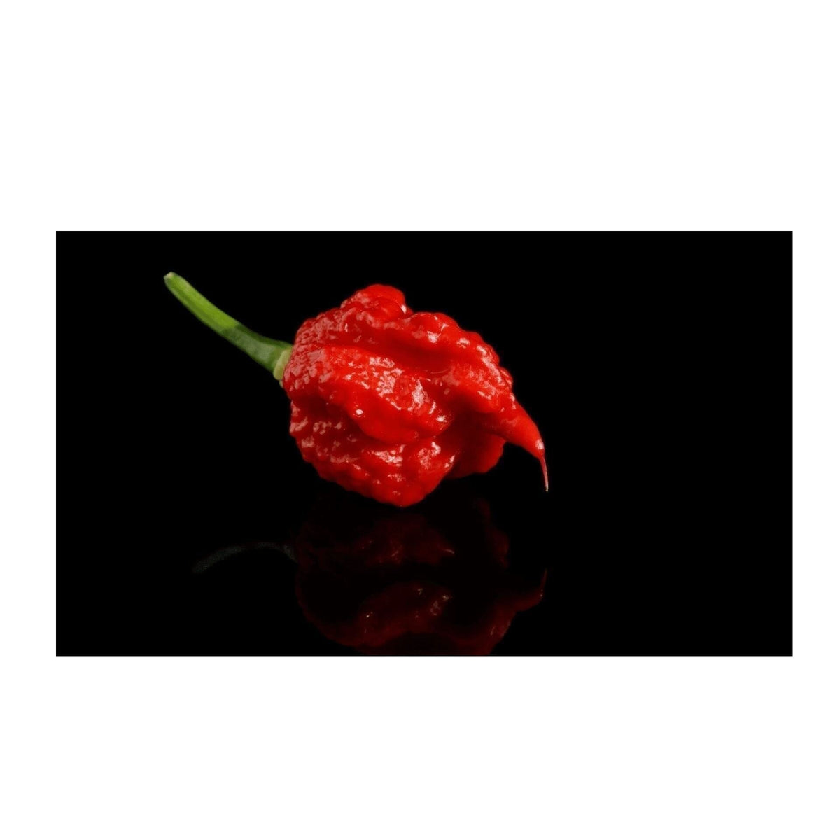 Die Macht der Carolina Reaper Chili - Obstwelt