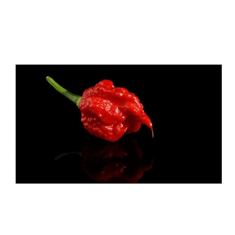 Die Macht der Carolina Reaper Chili - Obstwelt