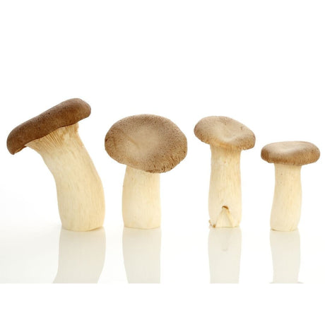 Kräuterseitlinge – Edle Pilze für Feinschmecker & Naturfreunde - Obstwelt
