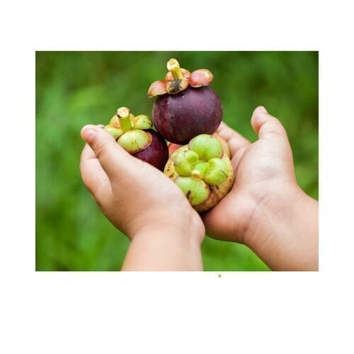 Mangostan: Die Königin der exotischen Früchte - Obstwelt