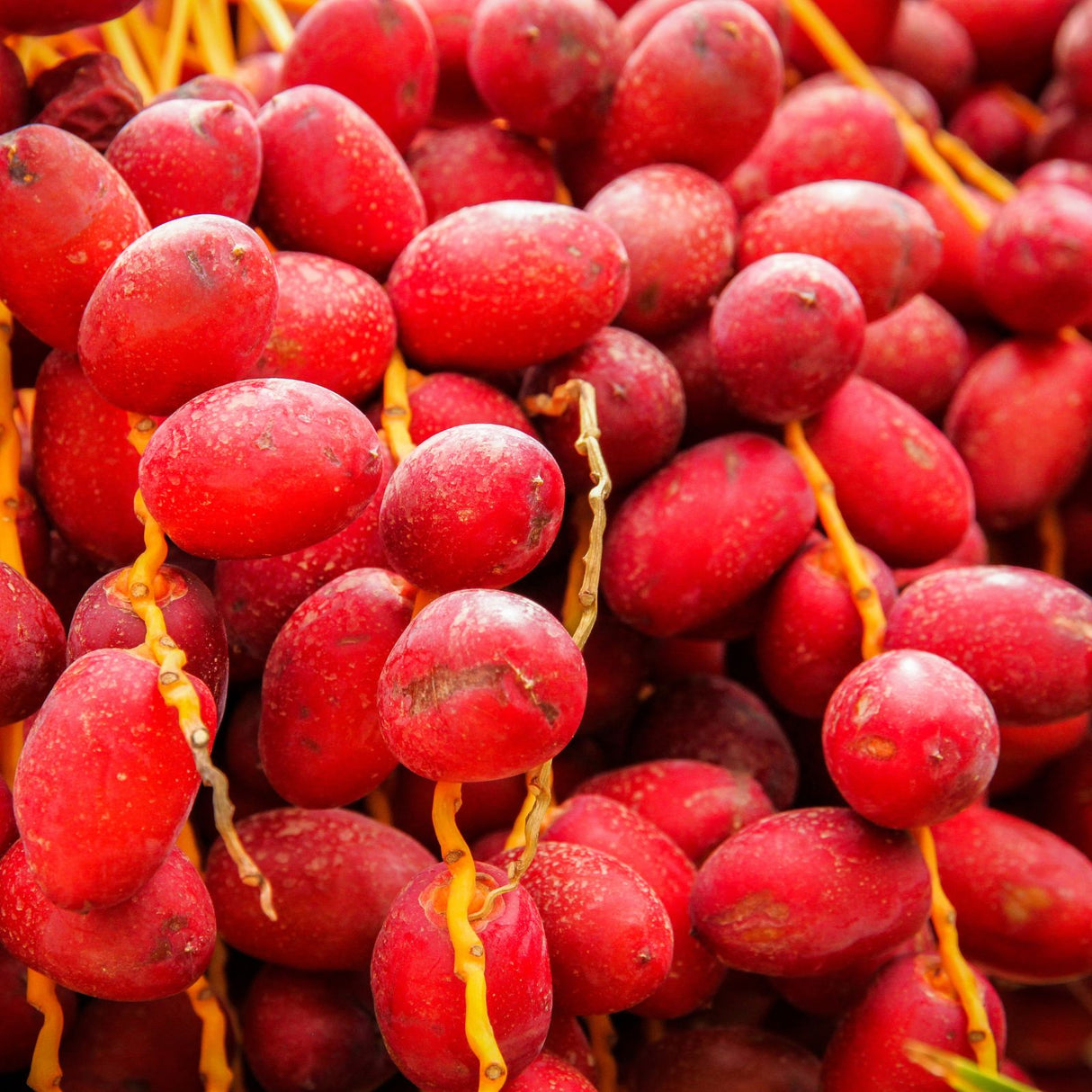 Rote Barhi-Datteln kaufen – frische knackige Datteln mit süßem Karamellaroma Obst Obstwelt 