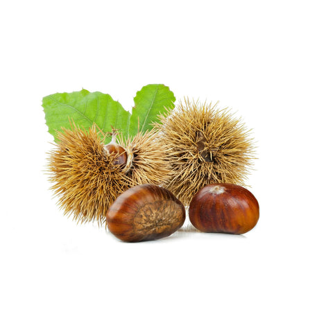 Frische Maronen (Esskastanien) zum Rösten und Kochen Obst Obstwelt 