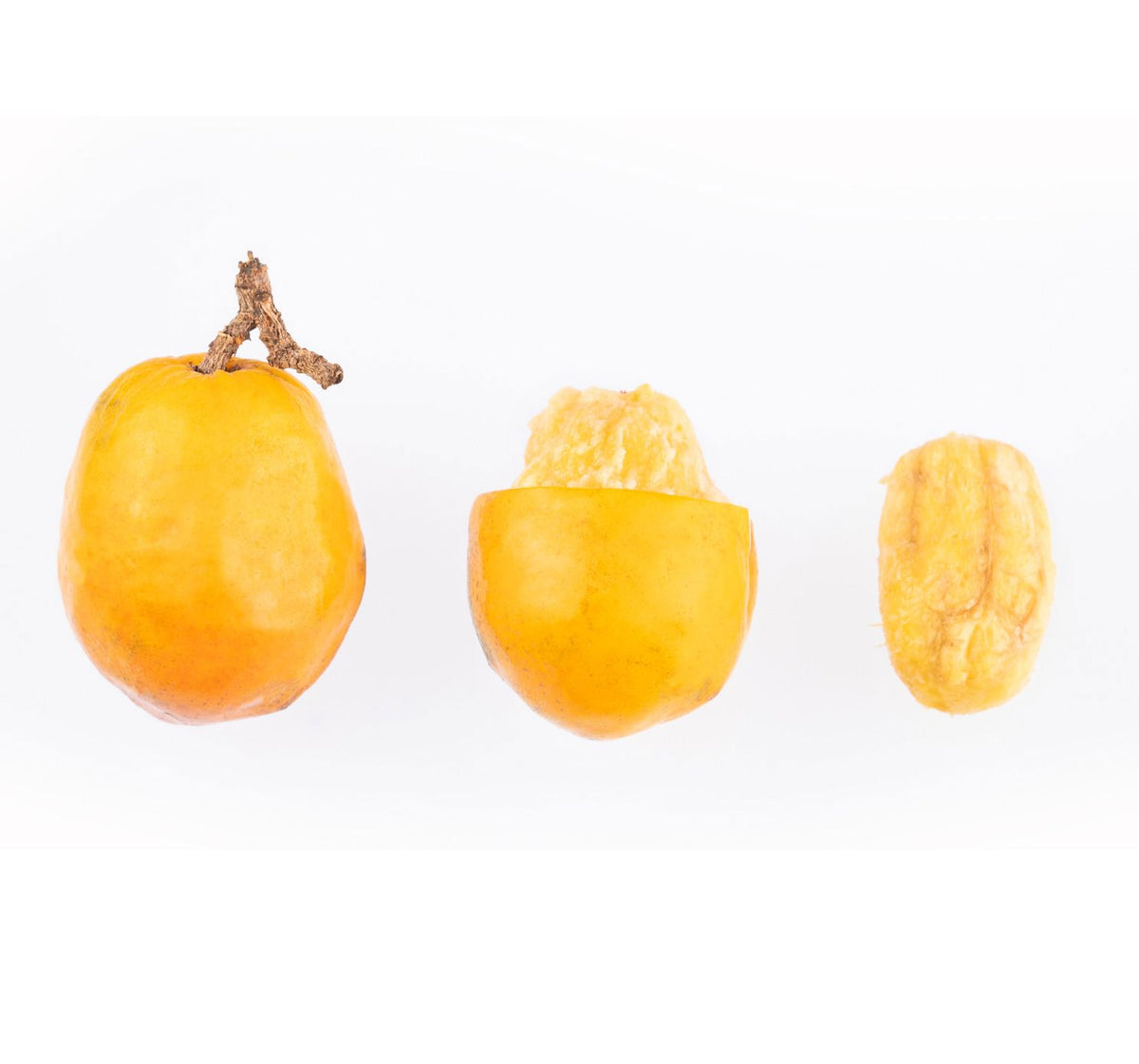Jobo-Frucht – aromatische Jocote für die tropische Küche Exoten Obstwelt 