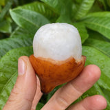 Achachairú – Exotische Frucht mit süß-säuerlichem Fruchtfleisch Exoten Obstwelt 