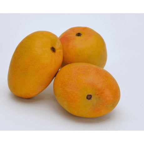Alphonso Mangos – Die Königin der Mangos aus Indien Exoten Obstwelt 