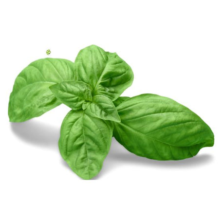 Basilikum – Aromatisches Kraut für mediterrane Küche Gewürz Obstwelt 