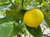 Bergamotte aus Italien – Duftende Zitrusfrucht für Tee & Desserts Exoten Obstwelt 