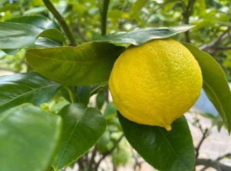Bergamotte aus Italien – Duftende Zitrusfrucht für Tee & Desserts Exoten Obstwelt 