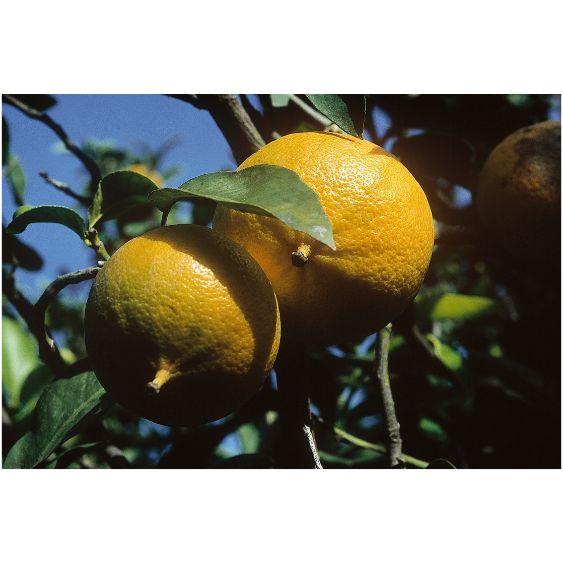 Bergamotte Püree von PONTHIER – Edle Zitrusnote für Dessert & Drink Fruchtpüree Obstwelt 