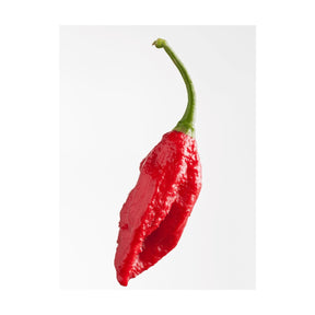 Bhut Jolokia Chili – extrem scharfe indische Ghost Pepper - Obstwelt