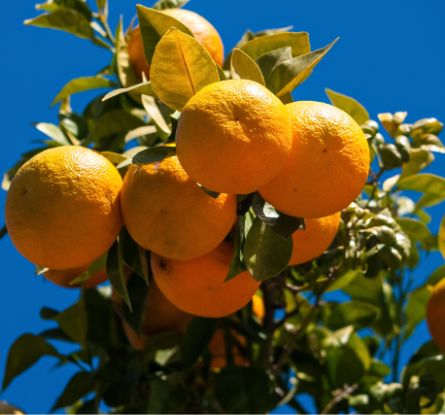 Bitterorangen (Pomeranzen) – Zitrusfrucht mit herber Eleganz Exoten Obstwelt 