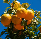 Bitterorangen (Pomeranzen) – Zitrusfrucht mit herber Eleganz Exoten Obstwelt 