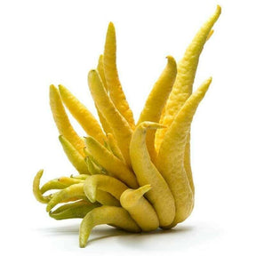 Buddha Hand Fingerzitrone mit gelber fingerförmiger Schale