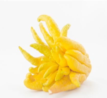 Aromatische Buddha Hand Zitrusfrucht für Desserts und Cocktails