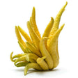 Buddha Hand – Exotische Zitrusfrucht Exoten Obstwelt 1 stück 