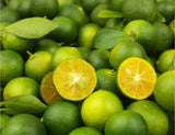 Calamansi Orangen – Exotische Mini-Zitrusfrucht für Genießer Exoten Obstwelt 