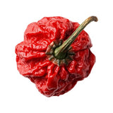Carolina Reaper – Die schärfste Chili der Welt chili Obstwelt 