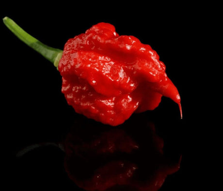 Carolina Reaper Chili mit roter runzeliger Schale und extremer Schärfe
