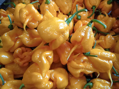 Carolina Reaper Gelb – Extrem scharfe Chili mit fruchtigem Aroma chili Obstwelt 