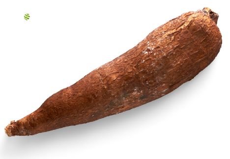 Cassava (Maniok) – Stärkehaltige Wurzel für Weltküche Gemüse Obstwelt 