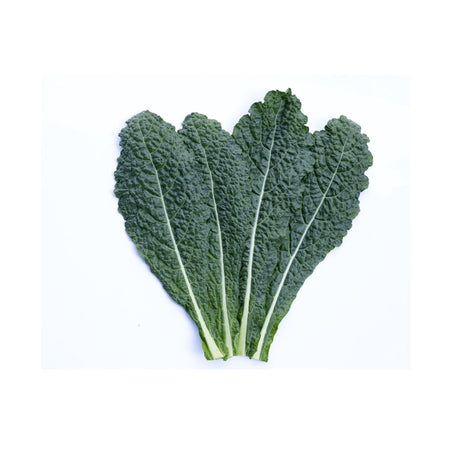 Cavolo Nero – Italienischer Schwarzkohl Gemüse Obstwelt 