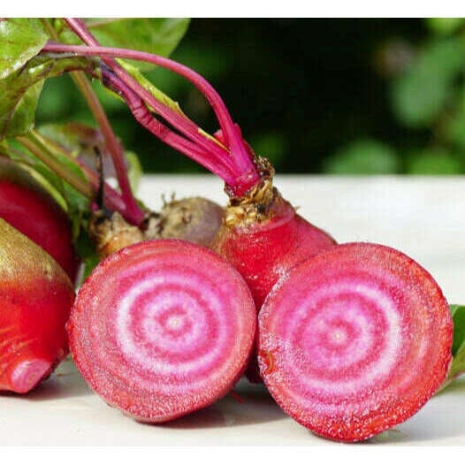 Chioggia Mini Bete – Süße, farbenfrohe Rüben für kreative Küche Gemüse Obstwelt 