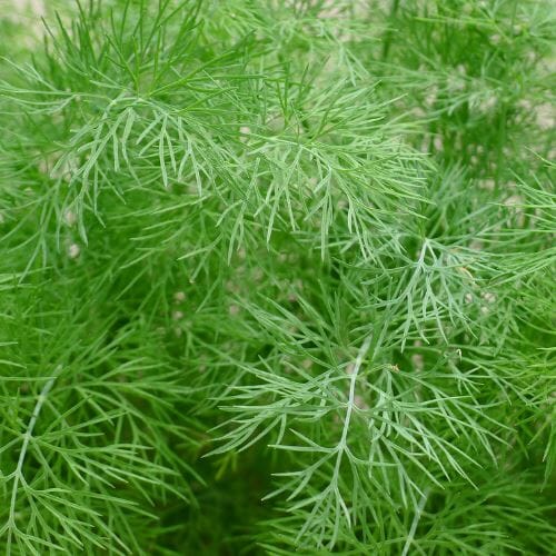 Dill – Aromatisches Kraut für vielseitige Gerichte Gewürz Obstwelt 