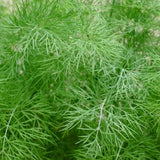 Dill – Aromatisches Kraut für vielseitige Gerichte Gewürz Obstwelt 