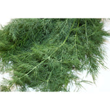Dill – Aromatisches Kraut für vielseitige Gerichte Gewürz Obstwelt 